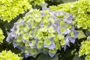 Hydrangea m. 'Bela' - 5 Ltr pot - image 3