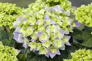 Hydrangea m. 'Bela' - 5 Ltr pot - image 5