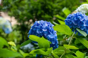 Hydrangea m. 'Belle Seduction'