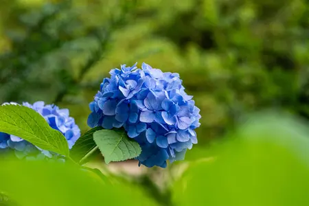 Hydrangea m. 'Belle Seduction' - 10 Ltr pot - image 2