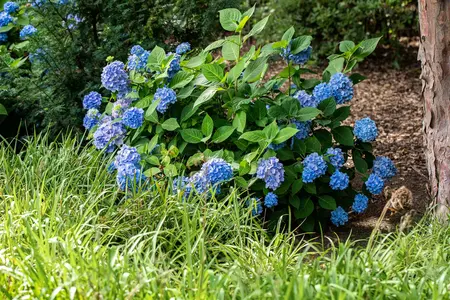 Hydrangea m. 'Belle Seduction' - 10 Ltr pot - image 3