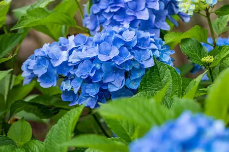 Hydrangea m. 'Belle Seduction' - 10 Ltr pot - image 4