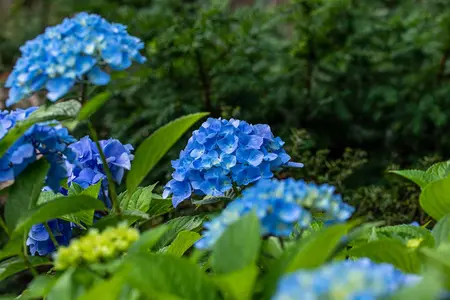 Hydrangea m. 'Belle Seduction' - 10 Ltr pot - image 5