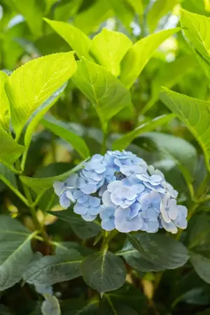 Hydrangea m. 'Bl?uling' - 2 Ltr pot - image 2