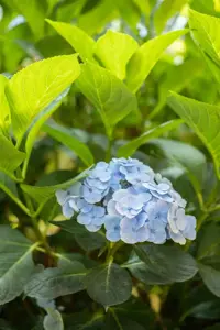 Hydrangea m. 'Bl?uling' - 2 Ltr pot - image 2
