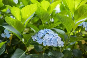 Hydrangea m. 'Bl?uling'
