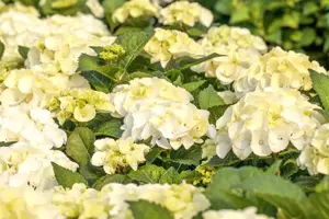 Hydrangea m. 'Black Steel Zebra'? - 5 Ltr pot - image 2