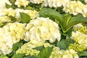 Hydrangea m. 'Black Steel Zebra'? - 5 Ltr pot - image 3
