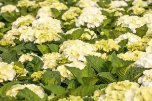 Hydrangea m. 'Black Steel Zebra'?