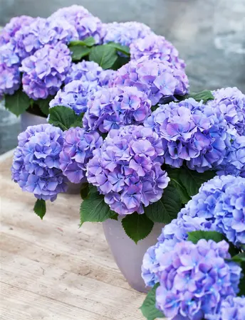 Hydrangea m. 'Blauer Zwerg' - 3 Ltr pot - image 2