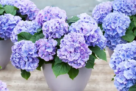 Hydrangea m. 'Blauer Zwerg' - 2 Ltr pot - image 3