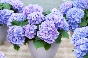 Hydrangea m. 'Blauer Zwerg' - 2 Ltr pot - image 3