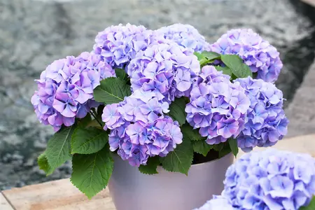 Hydrangea m. 'Blauer Zwerg' - 3 Ltr pot - image 1