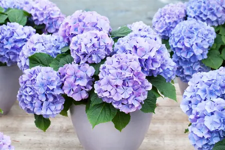 Hydrangea m. 'Blauer Zwerg' - 3 Ltr pot - image 3