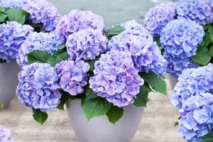 Hydrangea m. 'Blauer Zwerg' - 3 Ltr pot - image 3