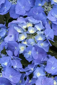 Hydrangea m. 'Blaumeise'