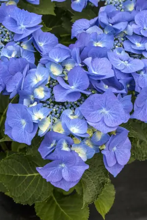 Hydrangea m. 'Blaumeise' - 2 Ltr pot - image 3