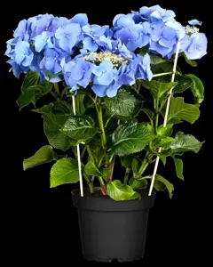 Hydrangea m. 'Blaumeise' - 2 Ltr pot - image 5