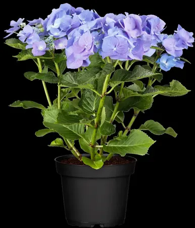 Hydrangea m. 'Blaumeise' - 2 Ltr pot - image 4