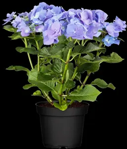 Hydrangea m. 'Blaumeise' - 2 Ltr pot - image 4