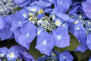 Hydrangea m. 'Blaumeise' - 2 Ltr pot - image 2