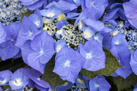 Hydrangea m. 'Blaumeise' - 40-50 CM C10 - image 2