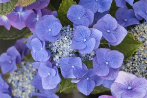 Hydrangea m. 'Blaumeise' - 60-80 CM C20 - image 4