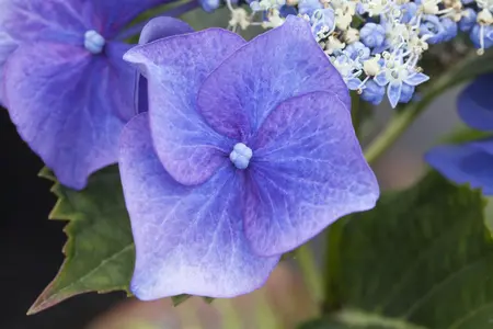 Hydrangea m. 'Blaumeise' - 60-80 CM C20 - image 5