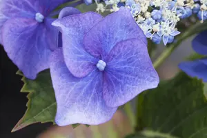 Hydrangea m. 'Blaumeise' - 60-80 CM C20 - image 5