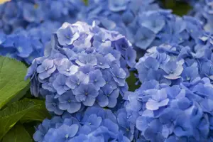 Hydrangea m. 'Blue Ballad'?