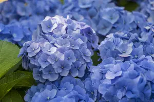 Hydrangea m. 'Blue Ballad'?