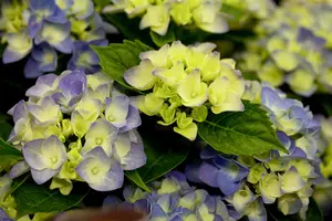 Hydrangea m. 'Blue Boogiewoogie'?