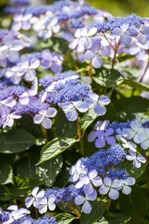 Hydrangea m. 'Bodensee' - 2 Ltr pot - image 2
