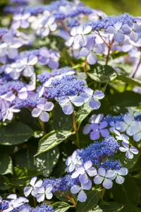 Hydrangea m. 'Bodensee' - 2 Ltr pot - image 2