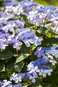 Hydrangea m. 'Bodensee' - 10 Ltr pot - image 2