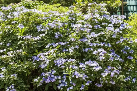 Hydrangea m. 'Bodensee' - 2 Ltr pot - image 1
