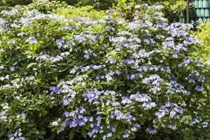 Hydrangea m. 'Bodensee'