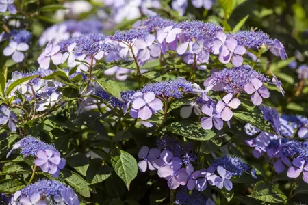 Hydrangea m. 'Bodensee' - 2 Ltr pot - image 4