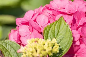 Hydrangea m. 'Bouquet Rose'