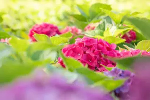 Hydrangea m. 'Bouquet Rose' - 2 Ltr pot - image 3