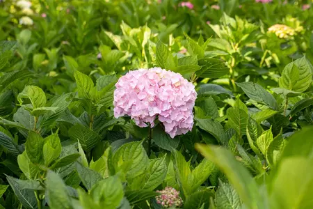 Hydrangea m. 'Bouquet Rose' - 30-40 CM C7.5 - image 5