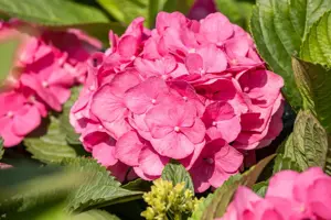 Hydrangea m. 'Bouquet Rose' - 2 Ltr pot - image 2