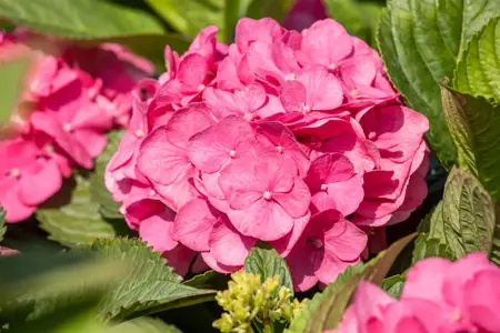 Hydrangea m. 'Bouquet Rose' - 40-60 CM C7.5 - image 2