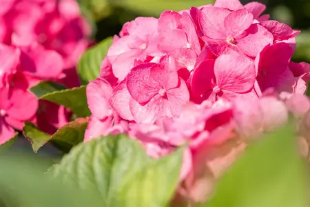 Hydrangea m. 'Bouquet Rose' - 30-40 CM C7.5 - image 4