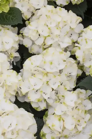 Hydrangea m. 'Caipirinha' - 3 Ltr pot - image 2