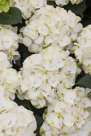 Hydrangea m. 'Caipirinha' - 5 Ltr pot - image 2