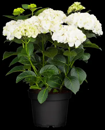 Hydrangea m. 'Caipirinha' - 5 Ltr pot - image 3