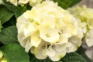 Hydrangea m. 'Caipirinha' - 3 Ltr pot - image 4