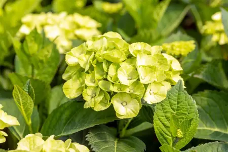 Hydrangea m. 'Caipirinha' - 3 Ltr pot - image 5