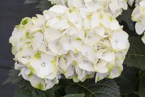Hydrangea m. 'Caipirinha'